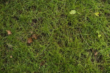 Yeşil çimlerin dokusu. Yeşil taze çim arka plan görüntüsü