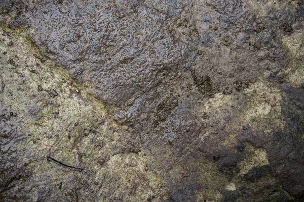Yosun Kaplı Islak Taş Dokusu Makro Fotoğrafçılık Doku Taşı Arka — Stok fotoğraf