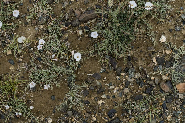 The texture of fine stone on the ground with grass and flowers. Background Image Macro Photography