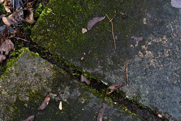 Recursos Gráficos Imagem Fundo Uma Laje Concreto Coberta Musgo Esmeralda — Fotografia de Stock