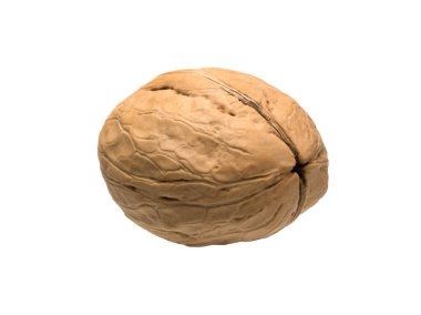 Graphic resources isolated object closed ripe walnut. Tasty diet healthy wholesome food. Volosh nut, king nut, Greek nut. An edible kernel is enclosed inside a woody shell. The fruit is a large drupes
