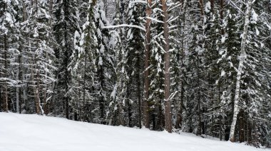 Landscape winter coniferous forest in the mountains. Cold snowy morning on a mountain cliff. Trees covered with snowdrifts. Russia, Siberia, Altai Territory, Belokurikha.