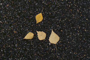 Asfaltta sonbahar yaprakları var. Asfalttaki sarı yaprakların arkaplan resmi. Bir parktaki sonbahar yürüyüşünün grafiksel kaynakları soyut desenli arka planı.