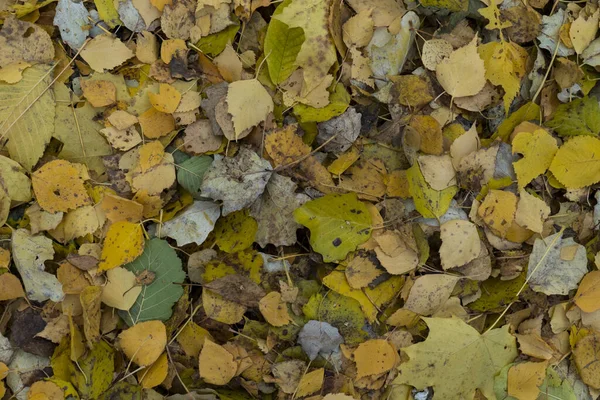 The texture of autumn foliage. Background image of yellow leaves. Graphic resources abstract textured background of autumn foliage on the ground in a park.