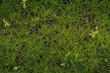 Yeşil çimlerin dokusu. Yeşil taze çim arka plan görüntüsü