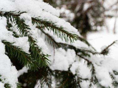 Spruce branches covered with snow. Detailed closeup. Evergreen conifer in winter. New Year's atmosphere. The cold season. Beautiful card. Graphic resources background image.