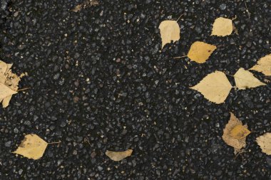 Asfaltta sonbahar yaprakları var. Asfalttaki sarı yaprakların arkaplan resmi. Bir parktaki sonbahar yürüyüşünün grafiksel kaynakları soyut desenli arka planı.