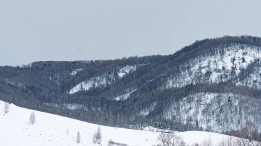 Landscape winter coniferous forest in the mountains. Cold snowy morning on a mountain cliff. Trees covered with snowdrifts. Russia, Siberia, Altai Territory, Belokurikha.