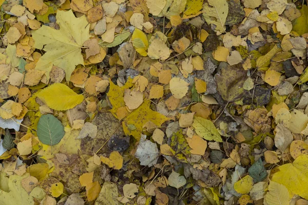 The texture of autumn foliage. Background image of yellow leaves. Graphic resources abstract textured background of autumn foliage on the ground in a park.