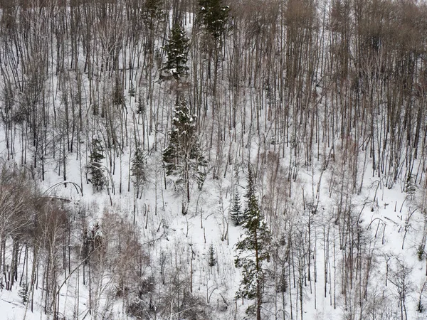 Landscape winter coniferous forest in the mountains. Cold snowy morning on a mountain cliff. Trees covered with snowdrifts. Russia, Siberia, Altai Territory, Belokurikha.