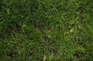 Yeşil çimlerin dokusu. Yeşil taze çim arka plan görüntüsü