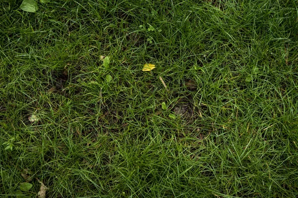 Tekstura Zielonego Trawnika Obraz Tła Zielonej Świeżej Trawy — Zdjęcie stockowe