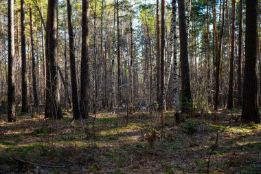 Bahar Ormanı 'nın arka plan görüntüsü. Doğa canlanıyor. Kozalaklı orman. Ağaç gövdeleri. Karışık orman. Kozalaklı kaplama. Güneş ışığı ışınları. Peri ormanı. Mesaj için yer var. Doğal manzara..