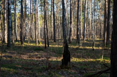 Bahar Ormanı 'nın arka plan görüntüsü. Doğa canlanıyor. Kozalaklı orman. Ağaç gövdeleri. Karışık orman. Kozalaklı kaplama. Güneş ışığı ışınları. Peri ormanı. Mesaj için yer var. Doğal manzara..