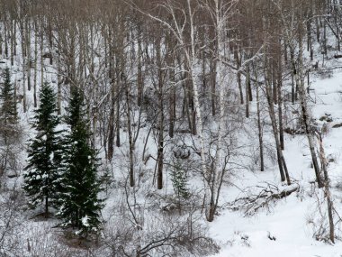 Landscape winter coniferous forest in the mountains. Cold snowy morning on a mountain cliff. Trees covered with snowdrifts. Russia, Siberia, Altai Territory, Belokurikha.