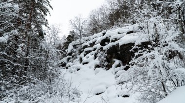 Landscape winter coniferous forest in the mountains. Cold snowy morning on a mountain cliff. Trees covered with snowdrifts. Russia, Siberia, Altai Territory, Belokurikha.
