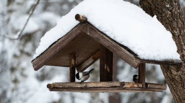 Wooden home-made bird feeder covered in snow. A house for wild birds where you can eat grain. Hungry birds eat in a natural feeder in a cold snow-covered forest.