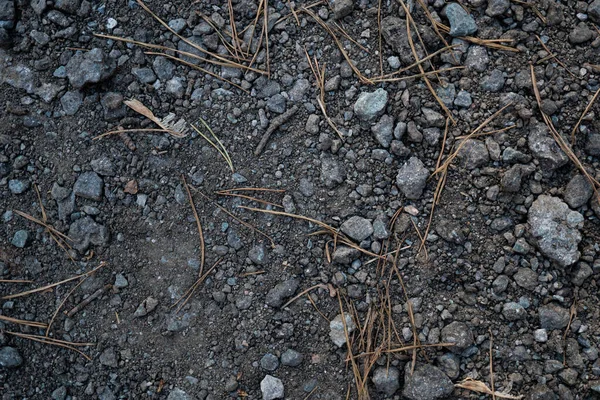 Die Beschaffenheit Der Schotterstraße Abdeckung Eines Waldweges Mit Nadeln Überzogener — Stockfoto