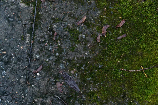 グラフィックリソース エメラルド苔で覆われたコンクリートスラブの背景画像 強化されたコンクリート製品 葉のような外側の成長と根のような成長を持つ多年生の緑の植物 — ストック写真