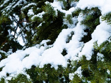Spruce branches covered with snow. Detailed closeup. Evergreen conifer in winter. New Year's atmosphere. The cold season. Beautiful card. Graphic resources background image.