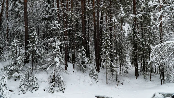 Ландшафтні Зимові Хвойні Ліси Горах Холодний Сніговий Ранок Гірській Скелі — стокове фото