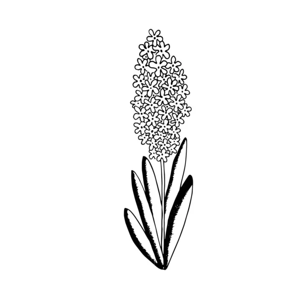 Frühling Schwarz Weiße Vektorillustration Mit Blütenhyazinthe Cartoon Stil Design Für — Stockvektor