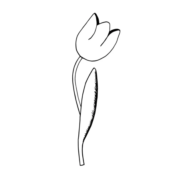 Jarní Černobílý Vektorový Obrázek Květinovým Tulipánem Kreslený Styl Design Pro — Stockový vektor
