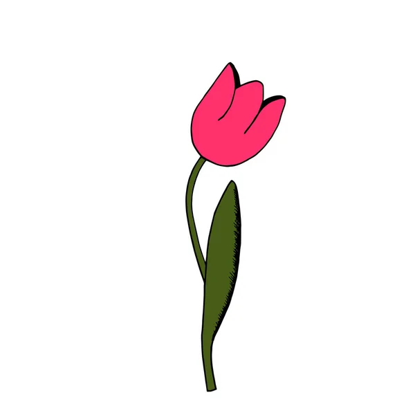 Primavera Coorful Vector Ilustración Con Tulipán Flor Estilo Dibujos Animados — Archivo Imágenes Vectoriales