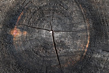 Doğal ahşap gövde segment yüzey dokusu arka planı