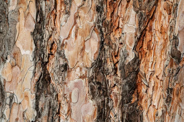 Naturlig trä bole bål bark yta platt konsistens — Stockfoto
