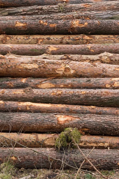 Foto av en hög naturlig trä stockar — Stockfoto