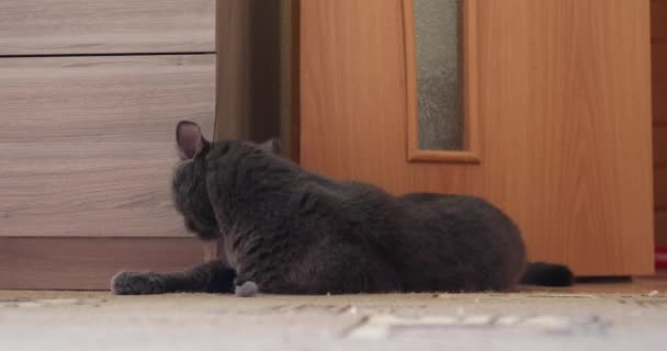 Gatto Tabby Grigio Bianco Gioca Con Giocattolo Piume Gatto — Video Stock