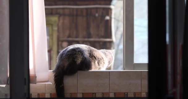 Gato Cinza Fofo Está Sentado Janela — Vídeo de Stock