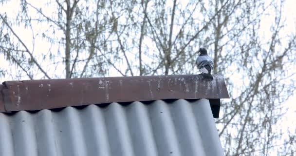 Eine Taube Sitzt Auf Dem Dach — Stockvideo