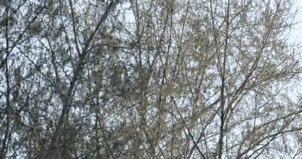 Větve Stromů Houpají Větru — Stock video