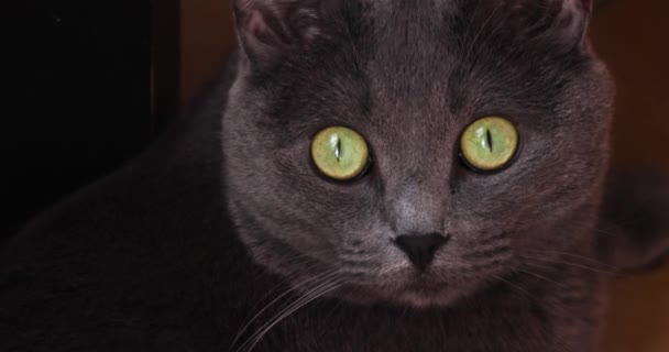 Close Portret Van Een Grijze Pluizige Kat Met Groene Ogen — Stockvideo