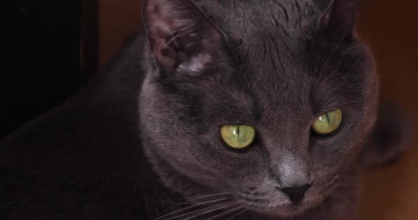 緑の目をした灰色のふわふわの猫のクローズアップ肖像画 — ストック動画