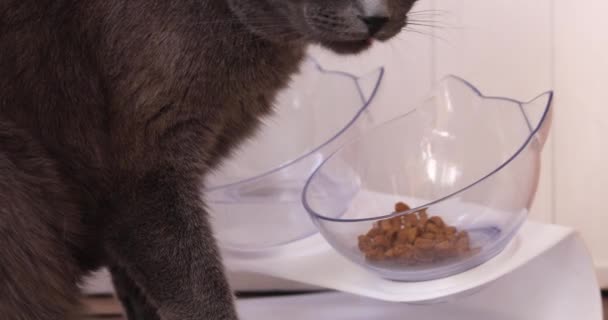 灰色のふわふわの猫は食べ物のボウルからドライフードを食べる — ストック動画