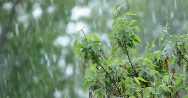 Queda Neve Verão Contexto Árvores Verdes — Vídeo de Stock