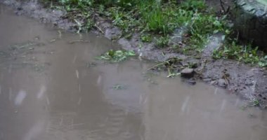 Kar ve yağmur asfalta yağar ve bir araba lastiğinden çiçek açarlar.