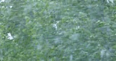 Yazın yeşil ağaçların üzerinde kar yağışıweather forecast