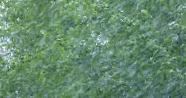 Snowfall Summer Background Green Trees — Stock Video