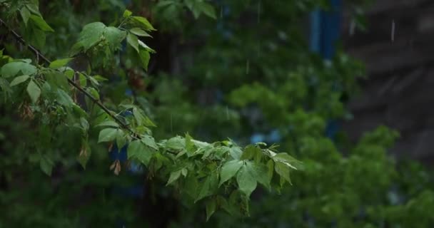 여름에 내리는 나무의 — 비디오