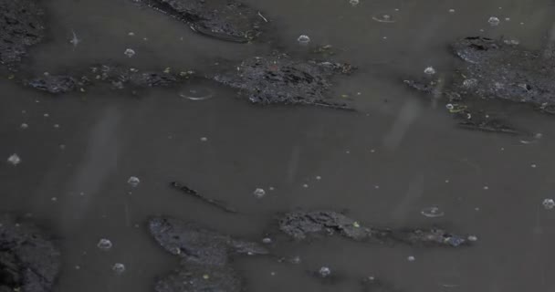 Bubbles Mud Puddle Rain — Stock Video