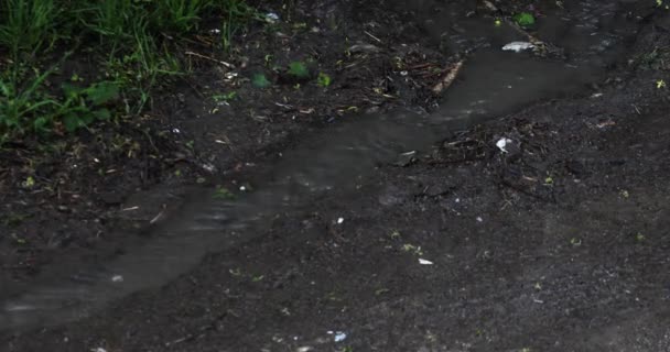 汚れた水たまりに浮かぶ雨の泡 — ストック動画