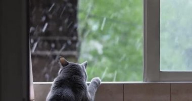 Gri kedi yazın pencereden dışarı bakar ve kar yağar. Kedi korkuyor..