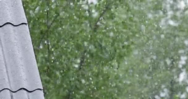 Heavy Snowfall Summer Background Green Trees — Stock Video