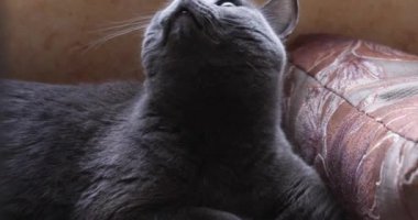 Yakın plan gri tüylü kedi bir şeyden korkuyor ve korkuyor.