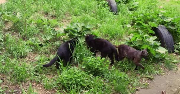 Trois Chats Noirs Dans Herbe Verte Consulter Sur Quelque Chose — Video