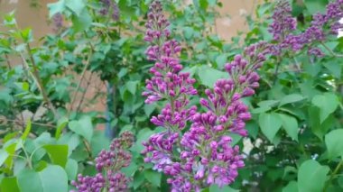 Güzel yeşil bir çalılıkta leylak dalı